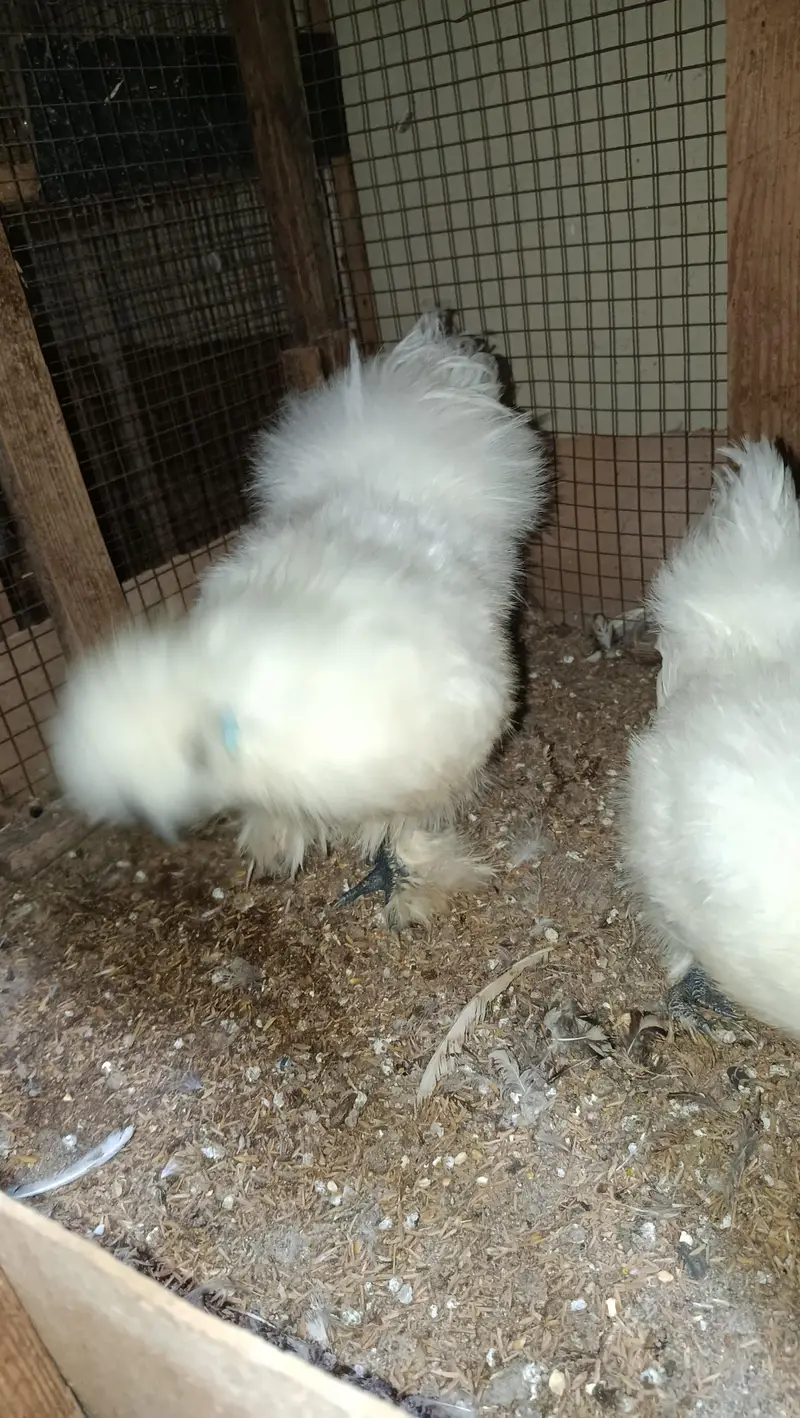 White Silkie Ready to Breed Pair — photo 6
