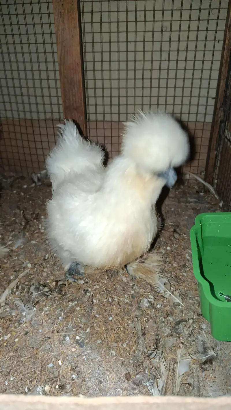 White Silkie Ready to Breed Pair — photo 7