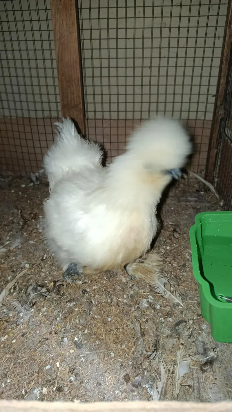 White Silkie Ready to Breed Pair — photo 8