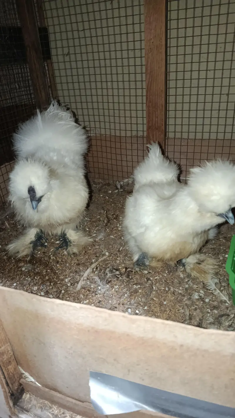 White Silkie Ready to Breed Pair — photo 9