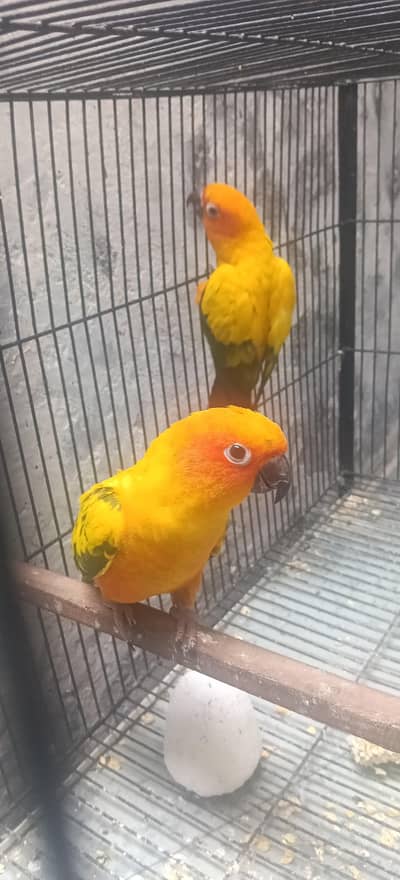 Sun conure