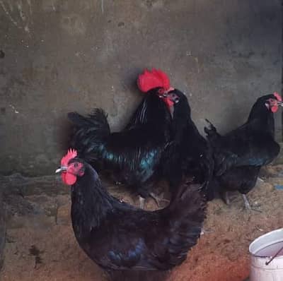 egg laying  Whatsapp pr video mil jye gi 03098651502