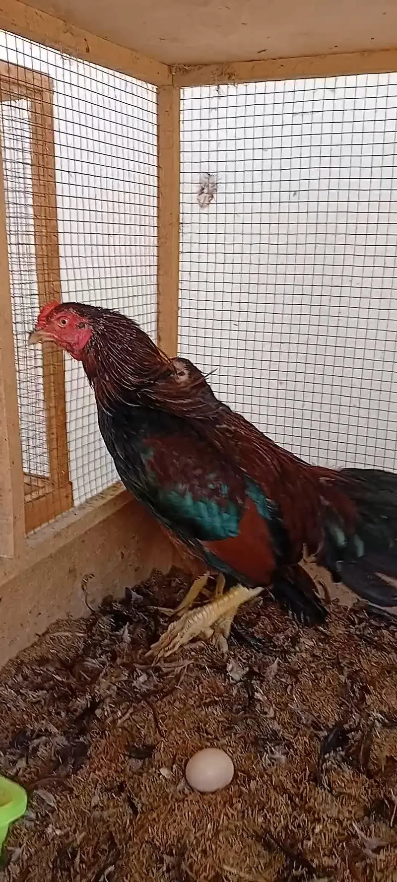 Aseel Set Available (1+4) | Egg Laying Aseel Set | Mianwali Aseel — photo 2