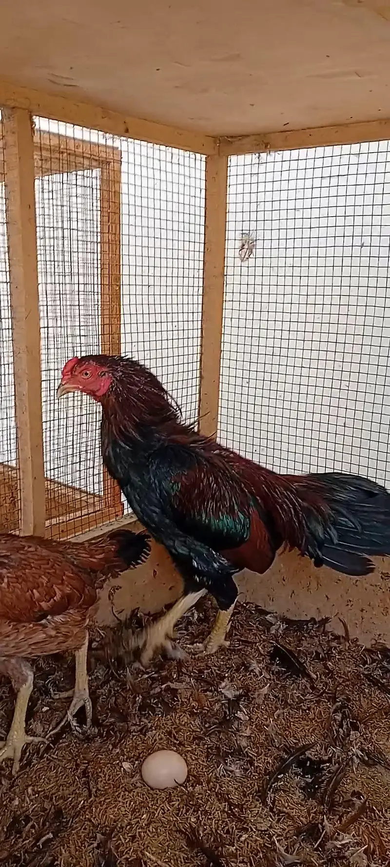 Aseel Set Available (1+4) | Egg Laying Aseel Set | Mianwali Aseel — photo 3