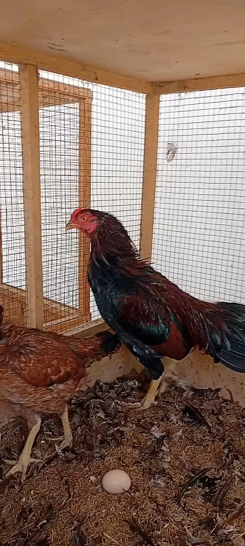 Aseel Set Available (1+4) | Egg Laying Aseel Set | Mianwali Aseel — photo 5