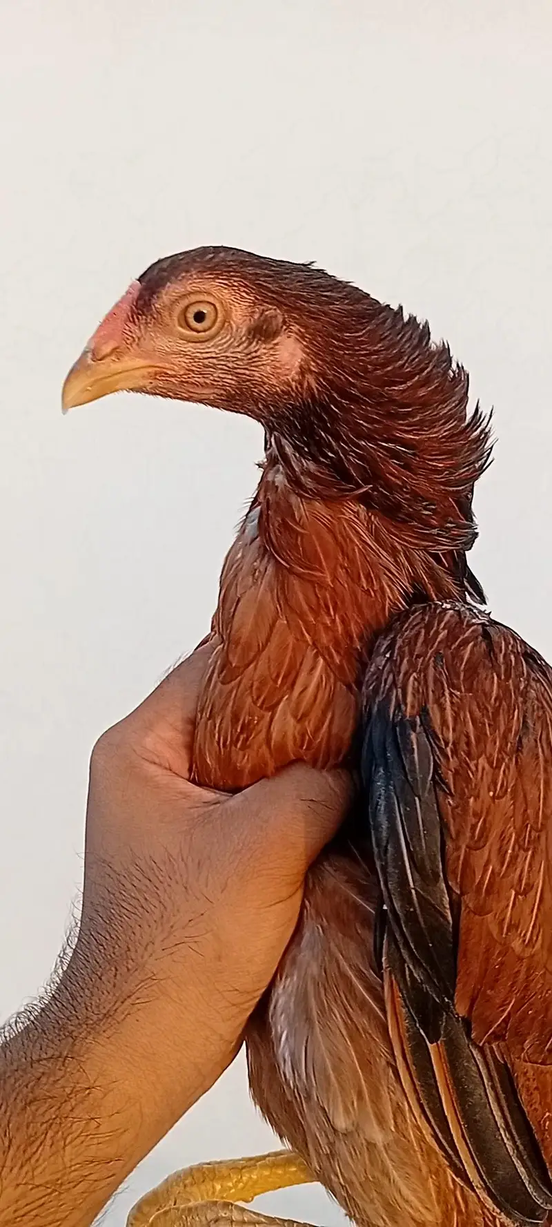 Aseel Set Available (1+4) | Egg Laying Aseel Set | Mianwali Aseel — photo 6