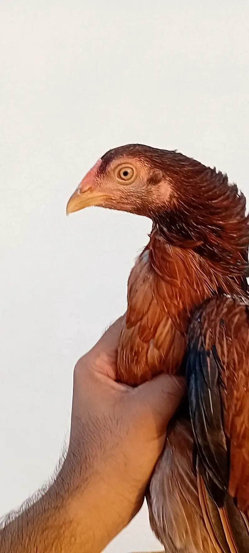 Aseel Set Available (1+4) | Egg Laying Aseel Set | Mianwali Aseel — photo 7