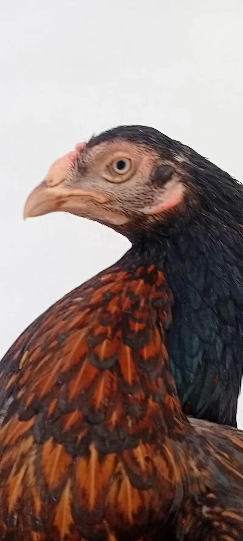 Aseel Set Available (1+4) | Egg Laying Aseel Set | Mianwali Aseel — photo 8