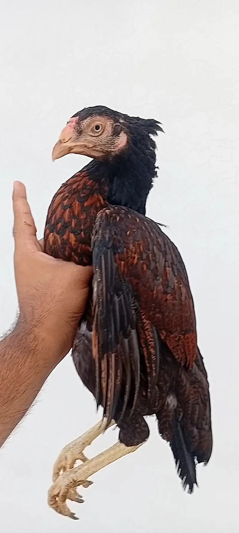 Aseel Set Available (1+4) | Egg Laying Aseel Set | Mianwali Aseel — photo 9