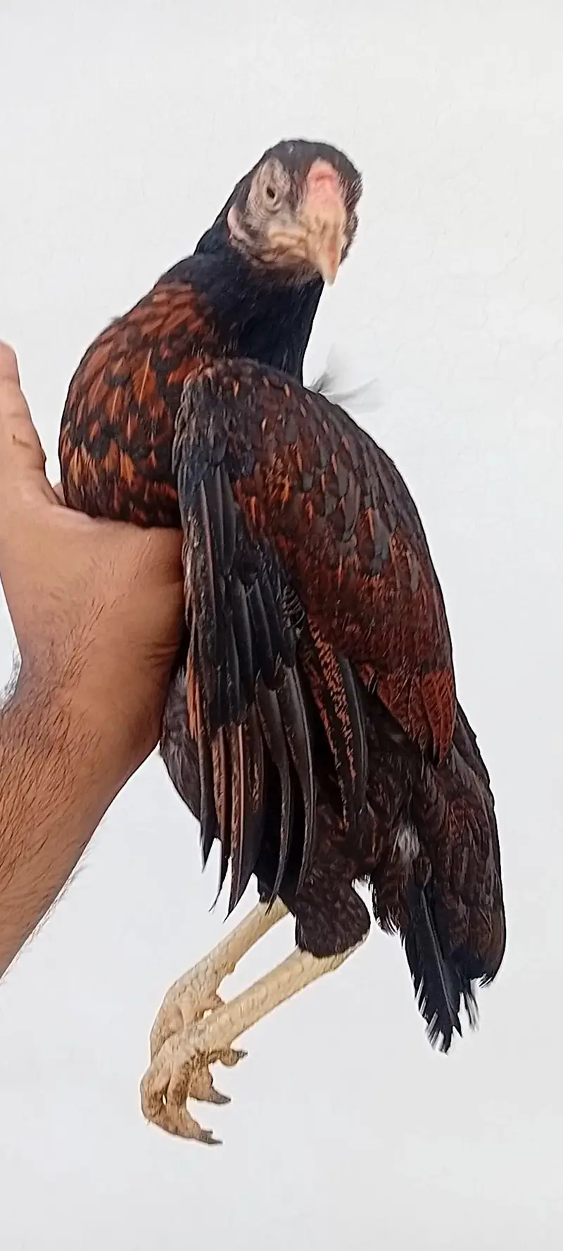Aseel Set Available (1+4) | Egg Laying Aseel Set | Mianwali Aseel — photo 10
