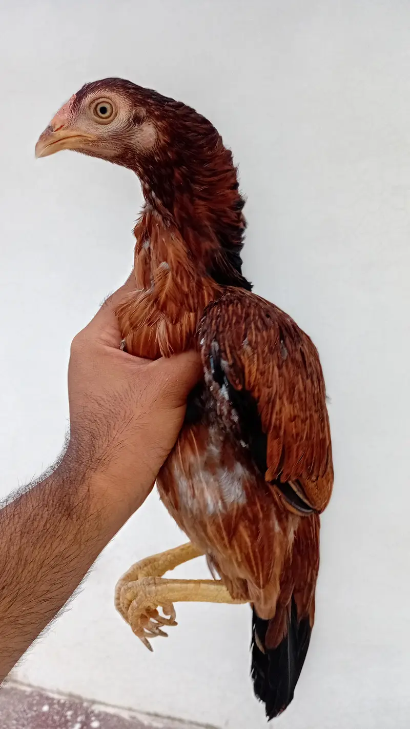 Aseel Set Available (1+4) | Egg Laying Aseel Set | Mianwali Aseel — photo 11