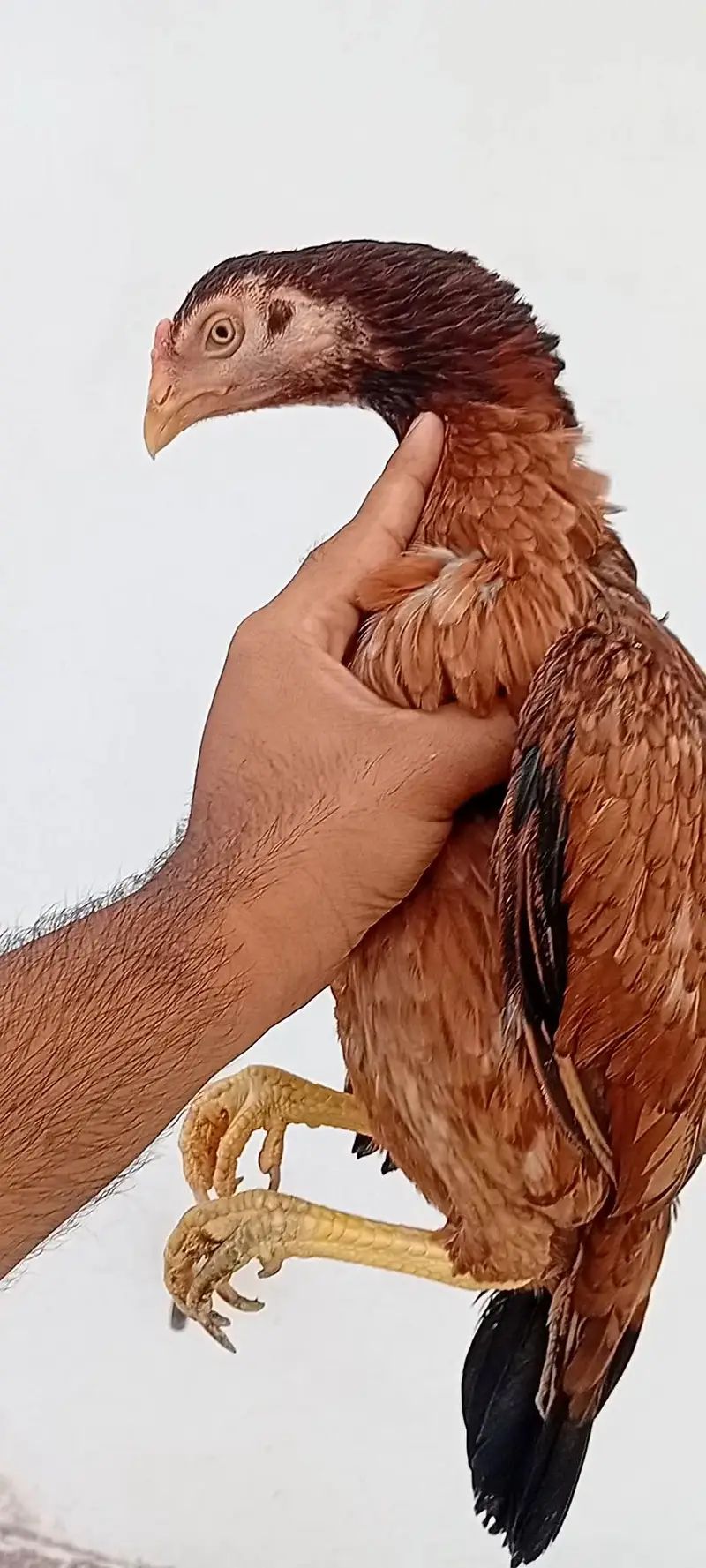 Aseel Set Available (1+4) | Egg Laying Aseel Set | Mianwali Aseel — photo 12