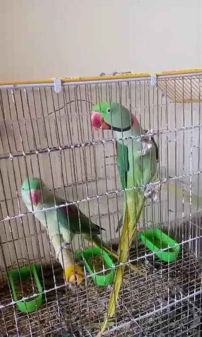 Kashmiri raw parrot for sale single and pair available