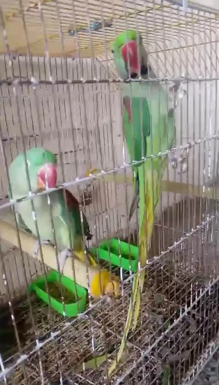 Kashmiri raw parrot for sale single and pair available — photo 2