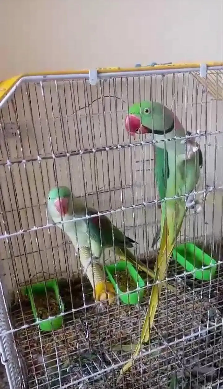 Kashmiri raw parrot for sale single and pair available — photo 3