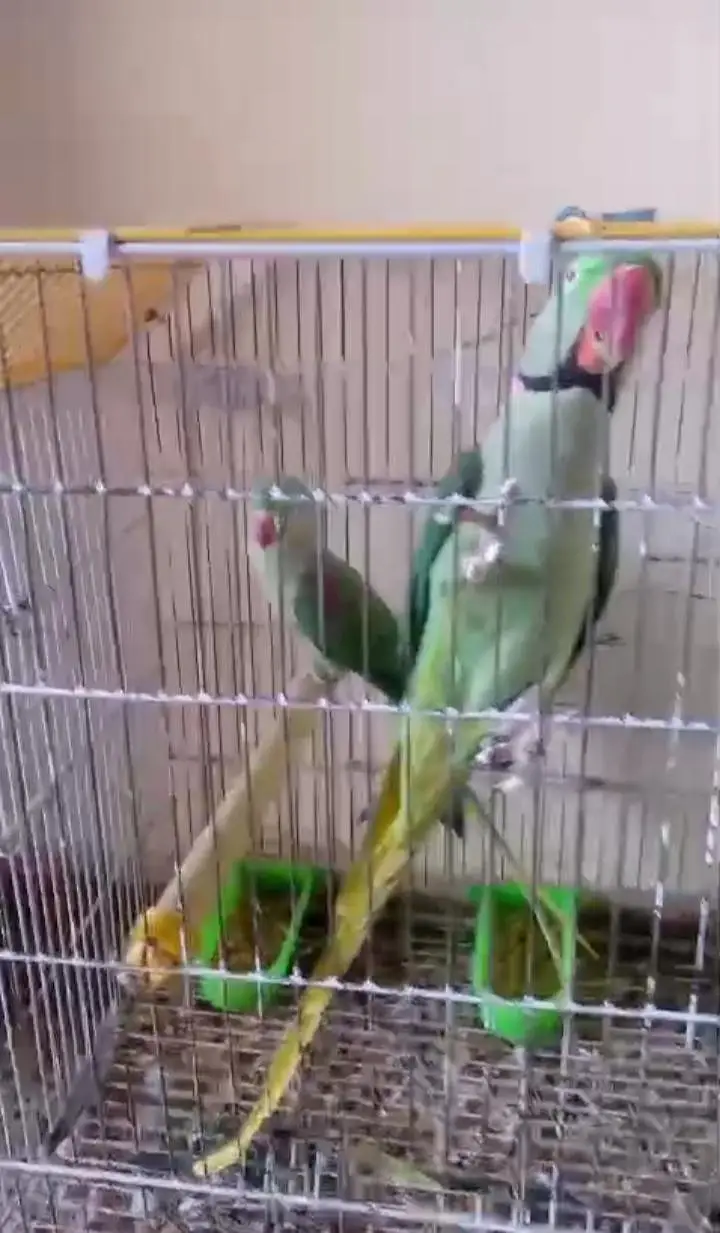 Kashmiri raw parrot for sale single and pair available — photo 4