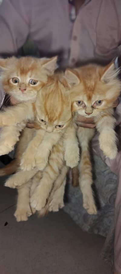 Persian kittens