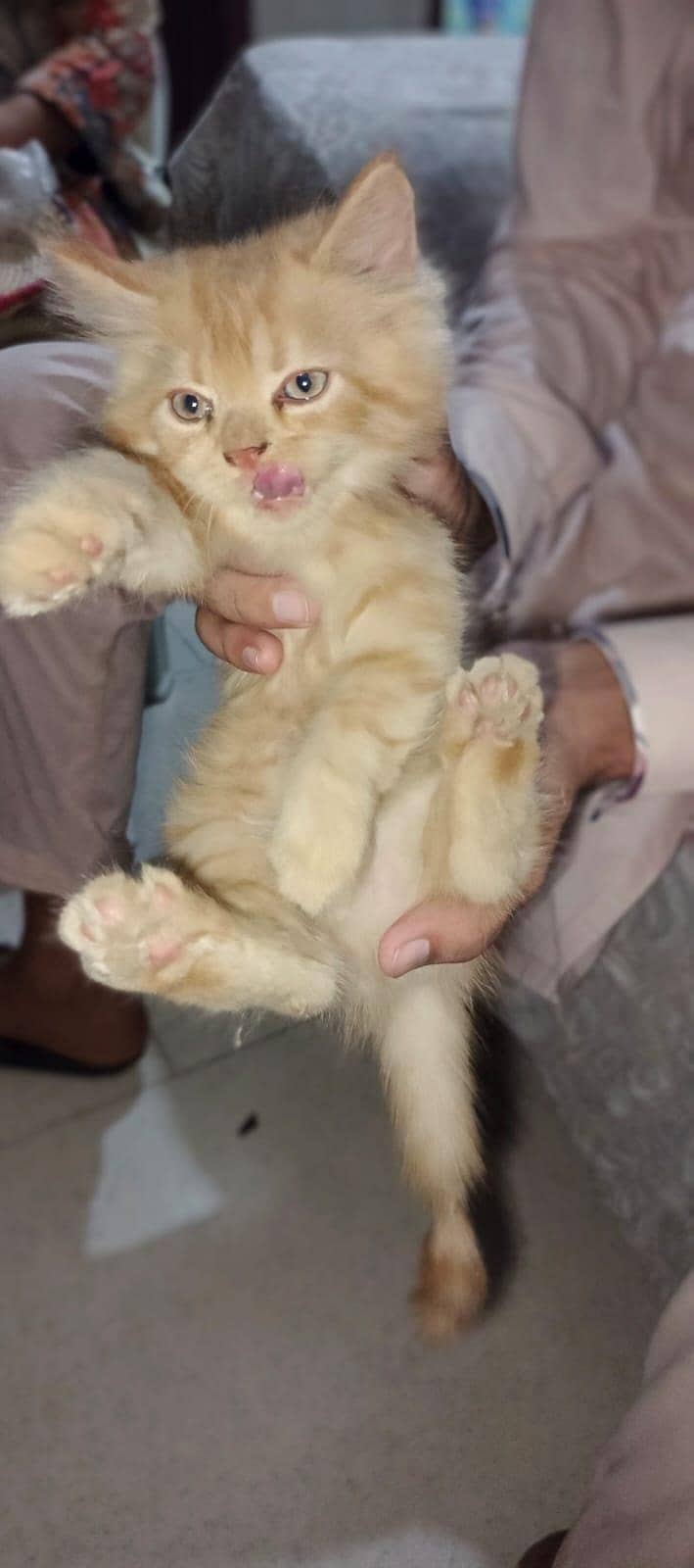 Persian kittens 1