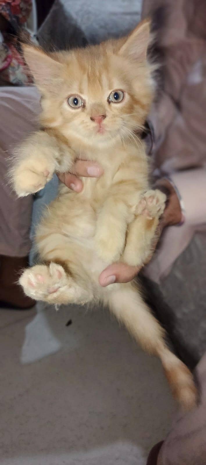 Persian kittens 2