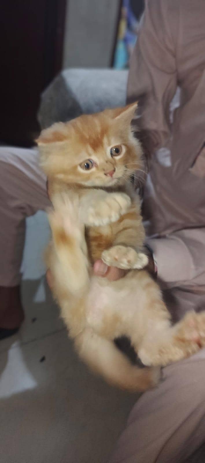 Persian kittens 3