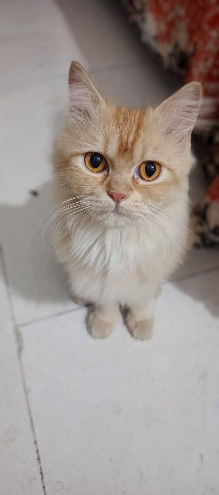 Persian kittens 4