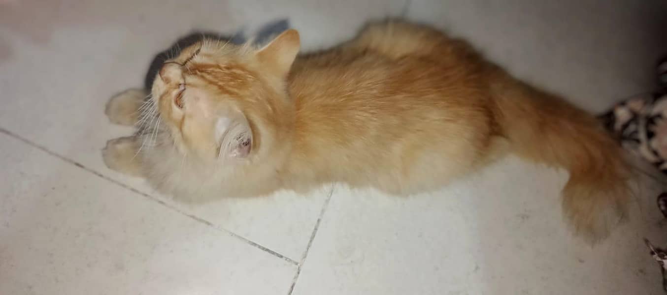 Persian kittens 5