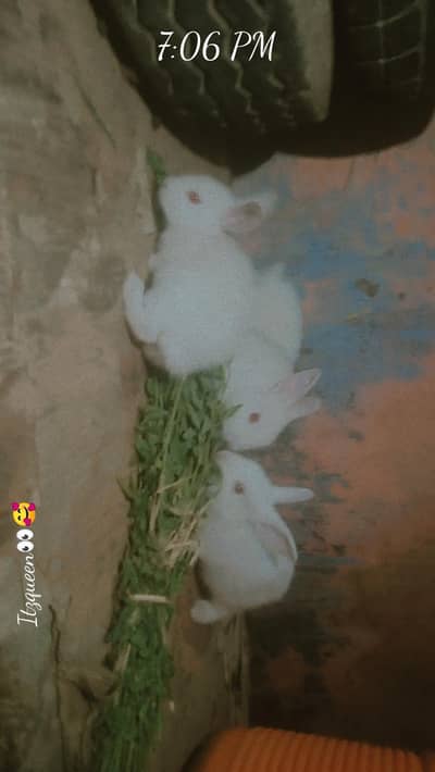Rabbit BaBy
