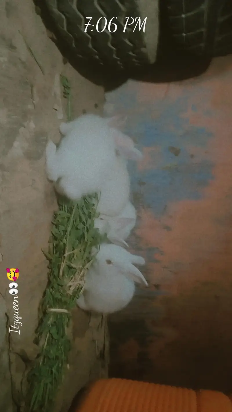Rabbit BaBy — photo 2