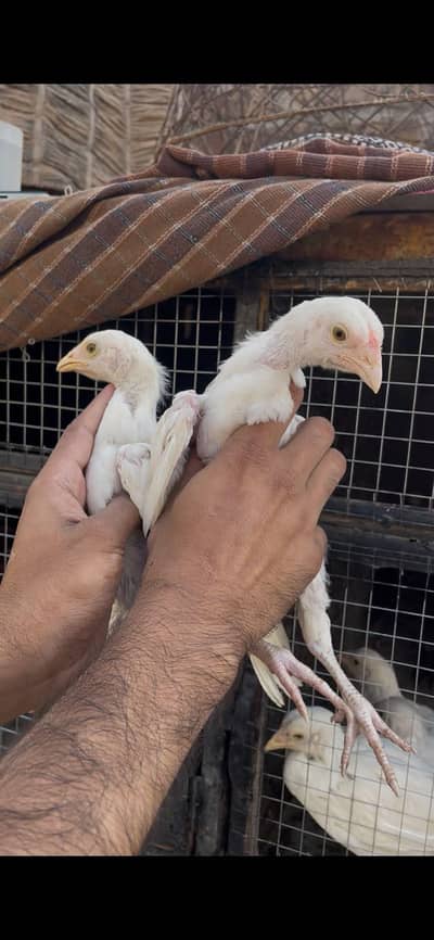 Paper white heera chicks