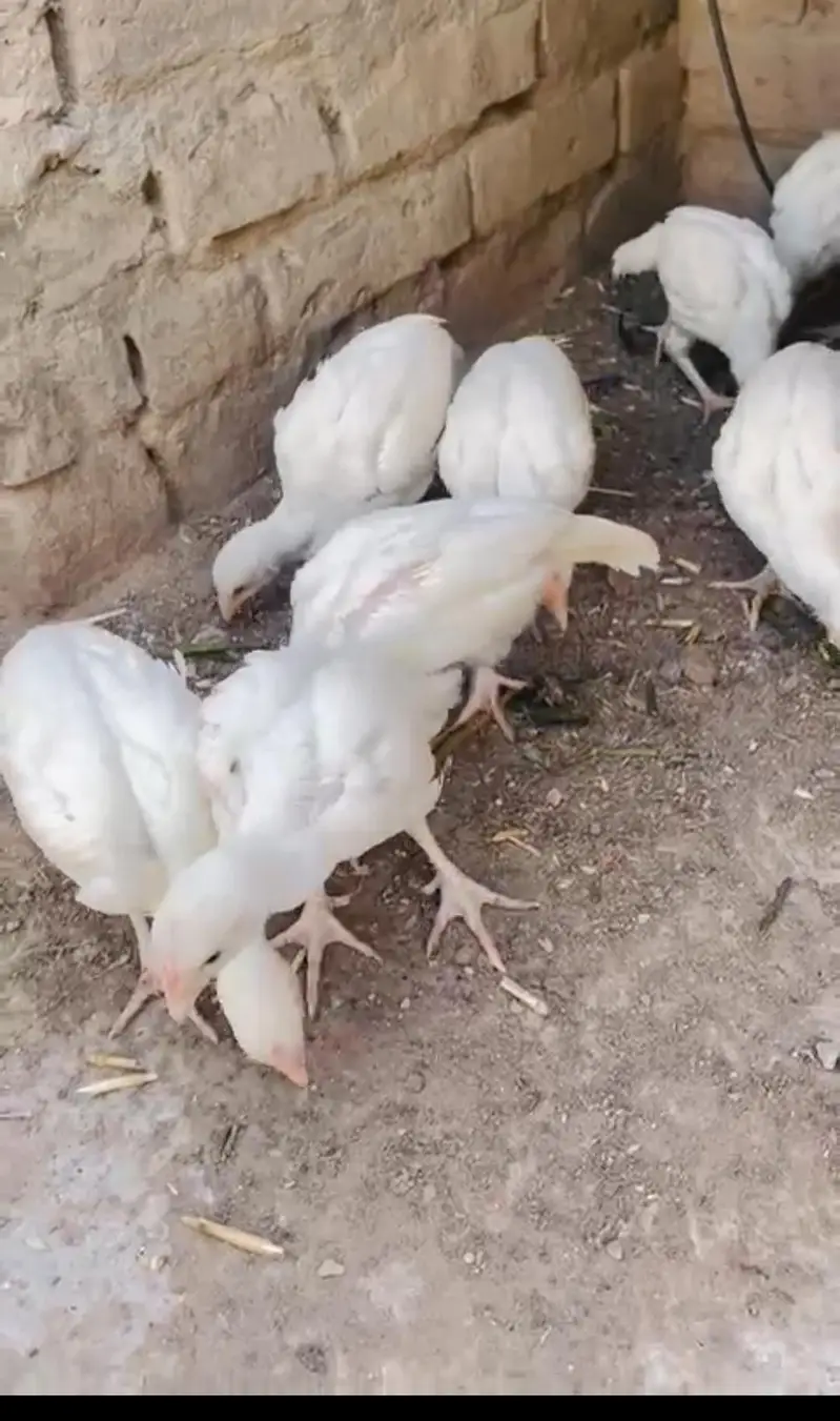 Paper white heera chicks — photo 2