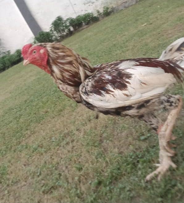 Cheena aseel 1