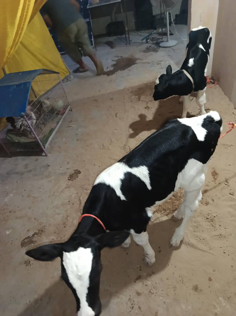 both for sell 4