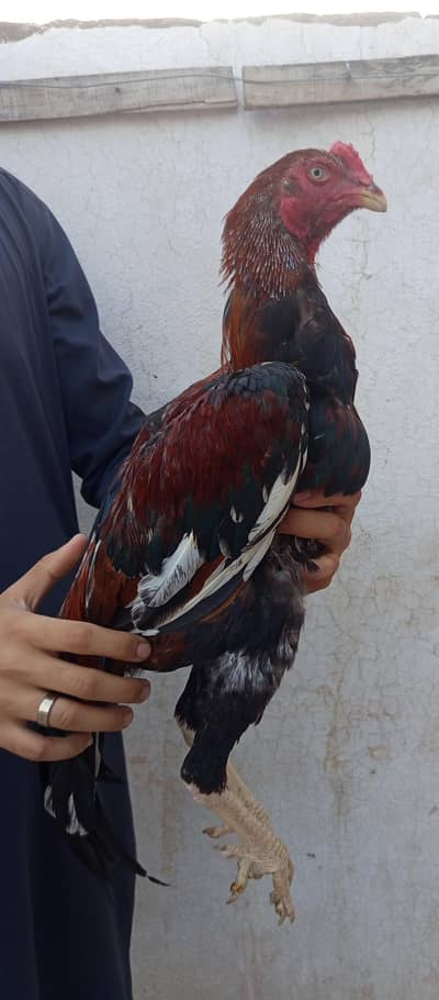 Aseel Mianwali-Healthy Desi Cock