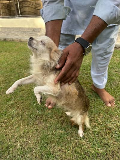 Chihuahua Puppy | Fluffy Dog | Cute Playful Puppy