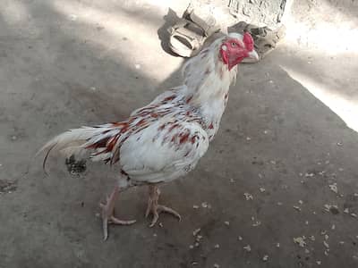 aseel murga