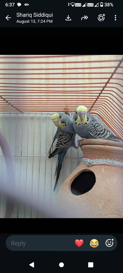 healthy breeder pairs
