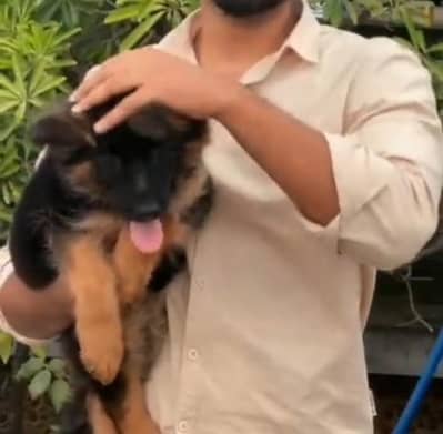 Imported  // German/ Shepherd/ Puppies WhatsApp/03/4/4/91/3/3/17/8/