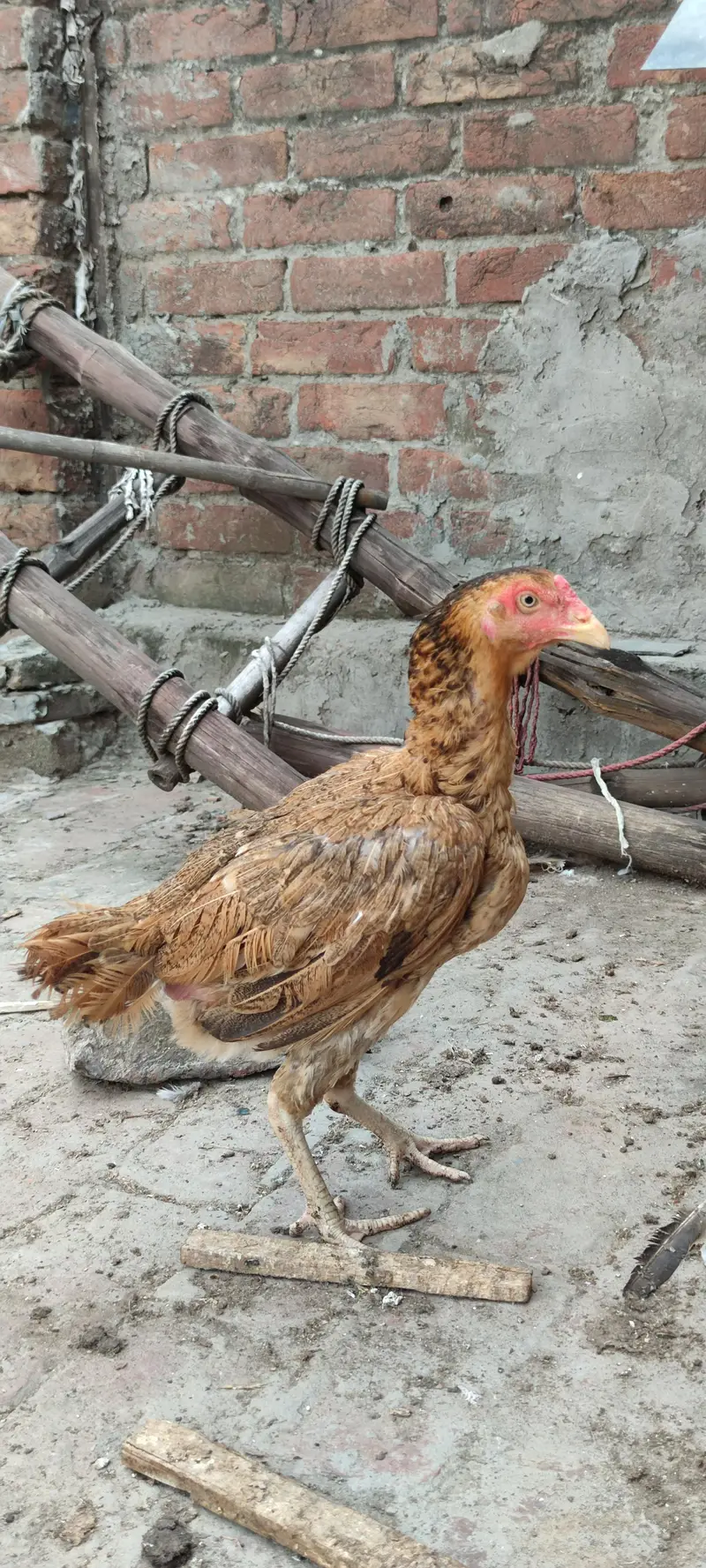 Pure ASEEL brown mianwali home breed — photo 2