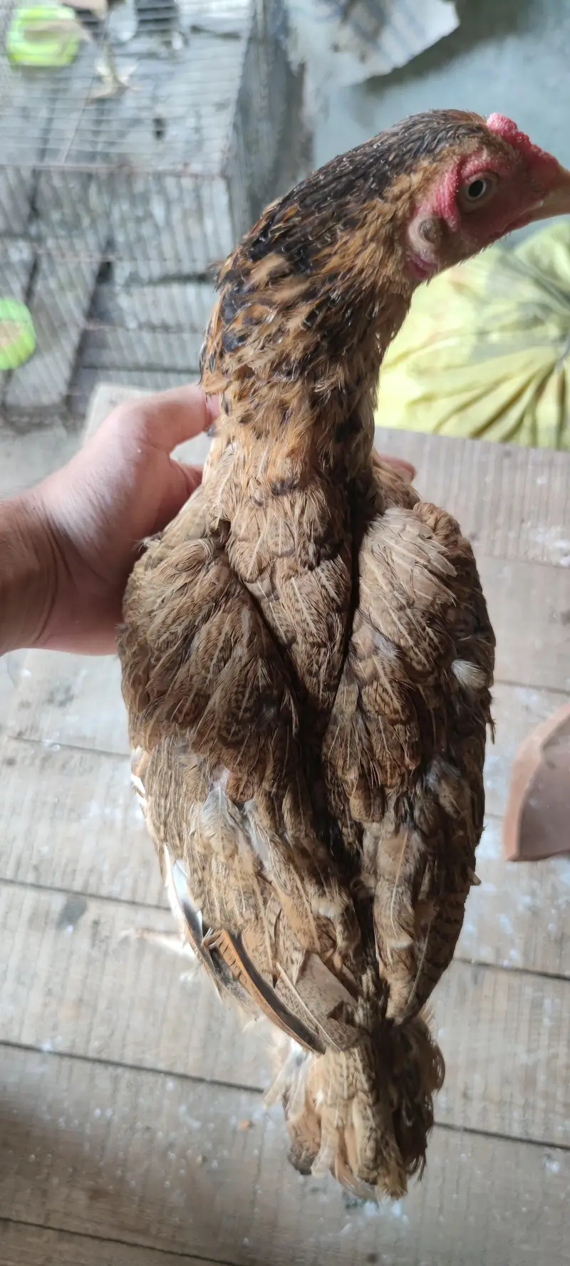 Pure ASEEL brown mianwali home breed — photo 3