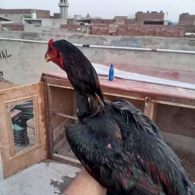 Pakistani Aseel top quality