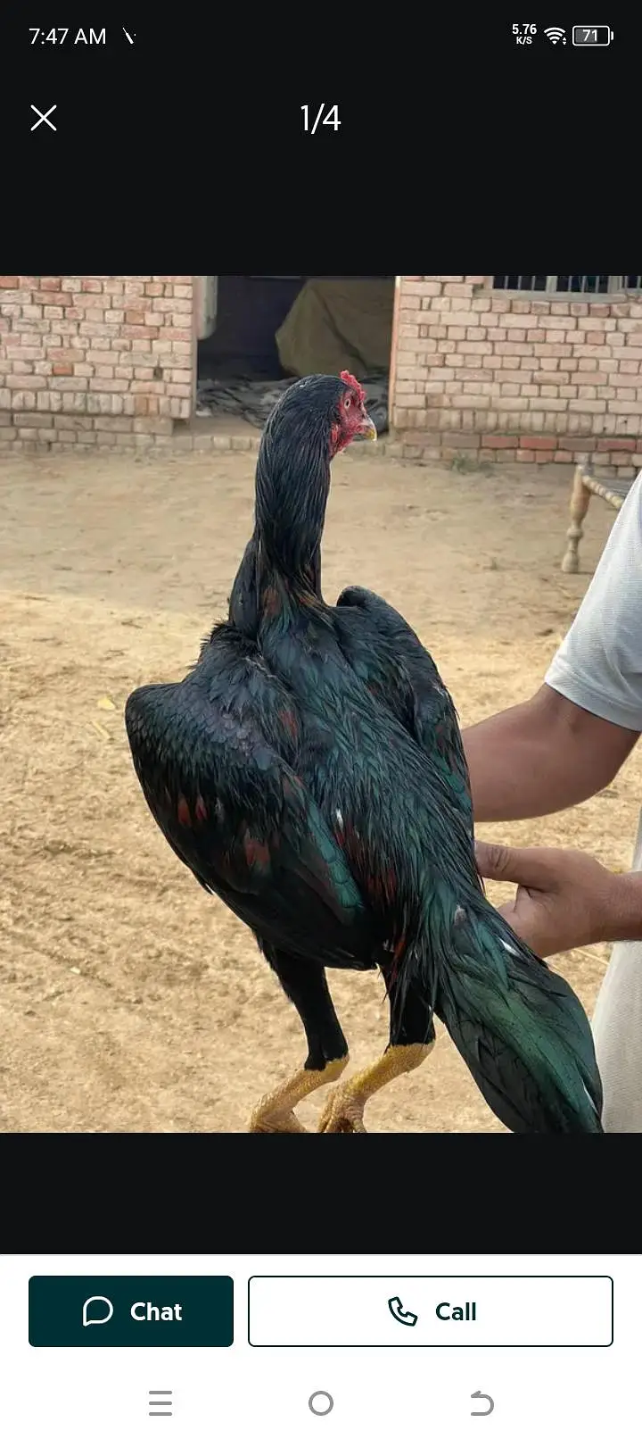 Pakistani Aseel top quality — photo 2