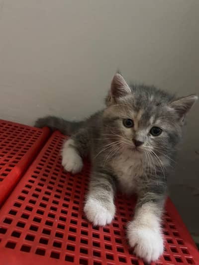 Persian kittens for sale