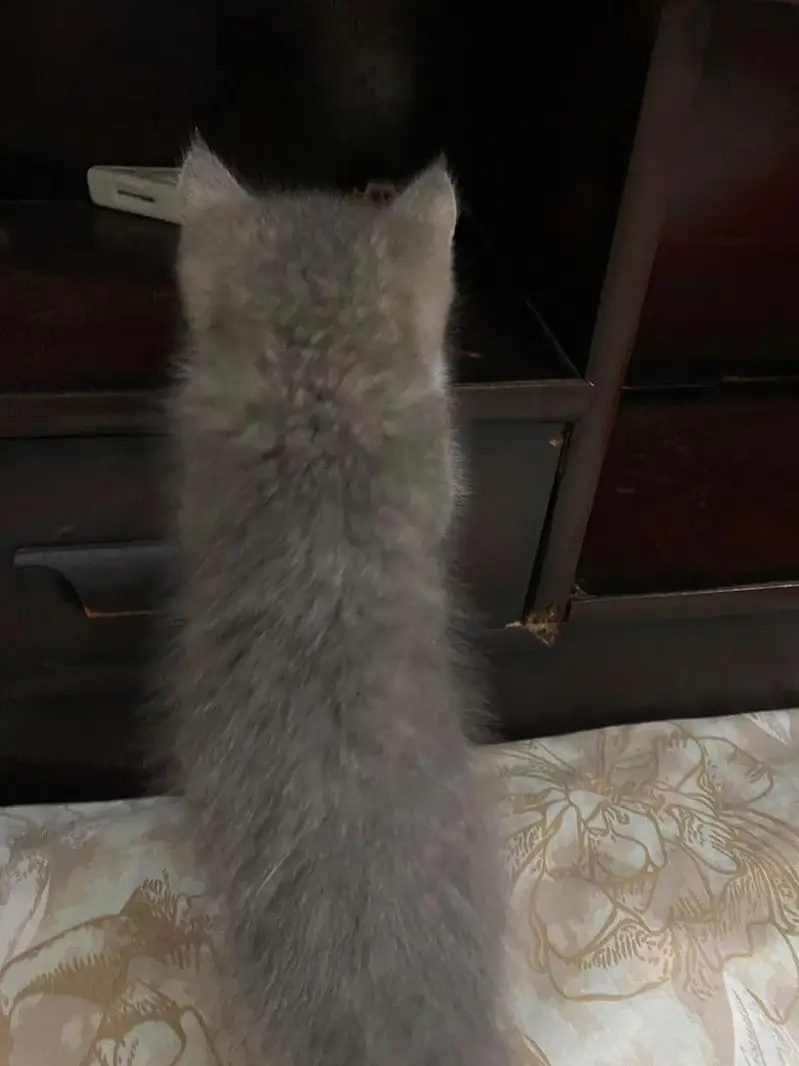 Persian kittens for sale — photo 2