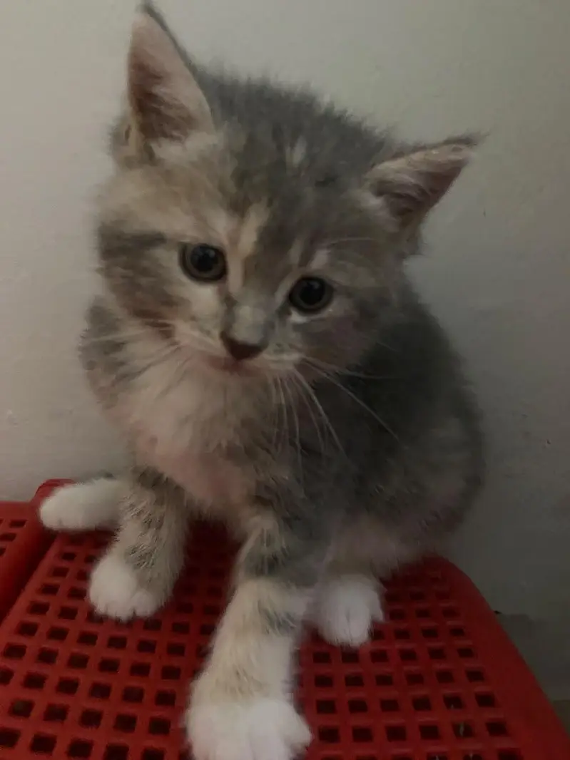 Persian kittens for sale — photo 3