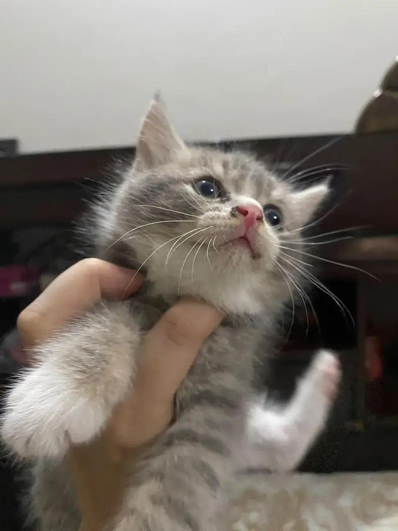 Persian kittens for sale — photo 4