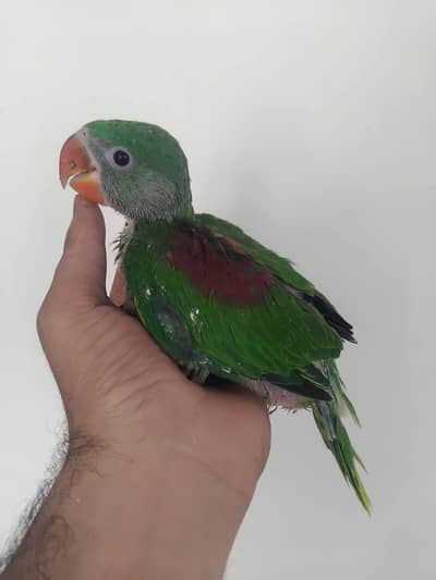 raw parrot chicks