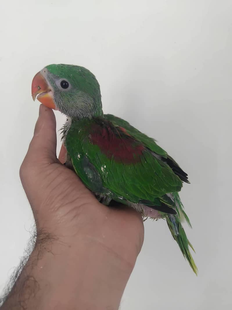 raw parrot chicks 0