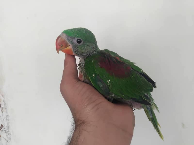 raw parrot chicks 1