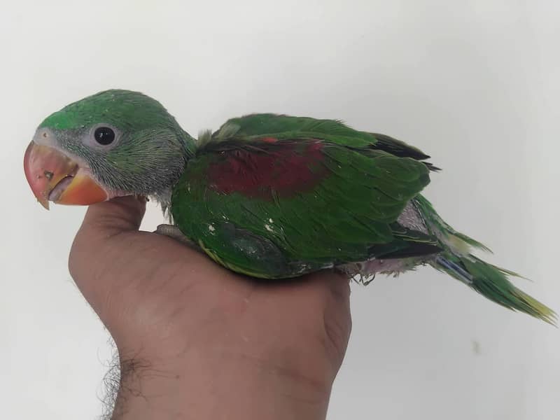 raw parrot chicks 2