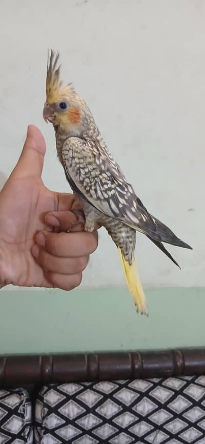 very rare mutation pearl cocktail tamed male available